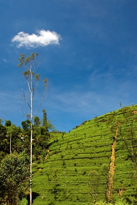 Kandy Tea
