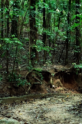 Udawatta Kele Sanctuary