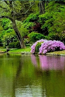 Wander Around the Royal Botanic Gardens of Peradeniya